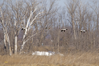 Common Mergansers 0507